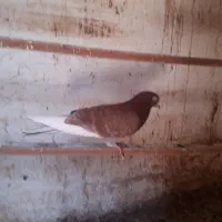 سه عدد کبوتر