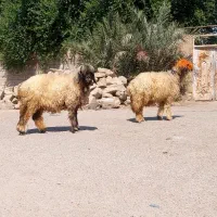 دو راس میش اصل بختیاری|حیوانات مزرعه|شوشتر, |دیوار