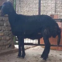 گوسفند بره داربابره نردرشت وتقلی ماده کردستانی لخت|حیوانات مزرعه|گرگان, |دیوار
