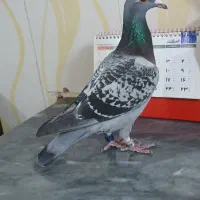 کبوتر پلاکی