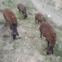 ۴ تا تخلو نر .
