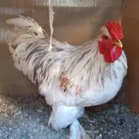 خروس جوان پر پا|حیوانات مزرعه|مشهد, ایثار|دیوار