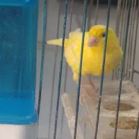 قناری ماده و جوجه امسال