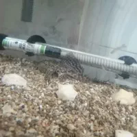 ماهی آکواریم لجن خوار|ماهی|قم, اسمعیل آباد|دیوار