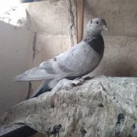 کبوتر کفتر|پرنده|قم, نخودی|دیوار