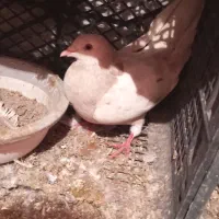 کبوتر پلاکی و کرس|پرنده|جوانرود, |دیوار