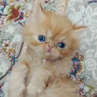 بریتیش پرشین