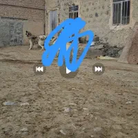 دزدیده شدن|حیوانات|ماکو, |دیوار