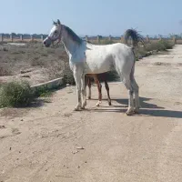 کوت عبدالله