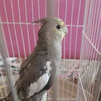 عروس هلندی