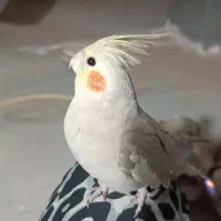 جوجه عروس هلندی فقط همین رنگ موجوده|پرنده|شاهرود, |دیوار