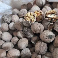 فروش گردو درجه یک الشتر
