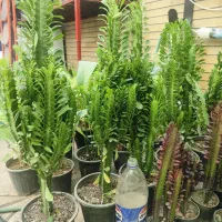 خدمات گل و کیاه|گل و گیاه طبیعی|اصفهان, شاه پسند|دیوار