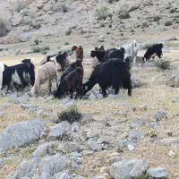 بز کهره دار