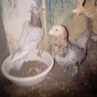 سار هفت رنگ
