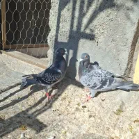 جفت نرو ماده پلاکی دهن جور|پرنده|فیروزآباد (فارس), |دیوار