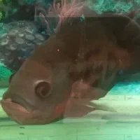 ماهی و لجن خوار