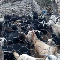 فروش  بز  کهره  وتیشتر|حیوانات مزرعه|یاسوج, |دیوار