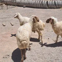 فروش گوسفند