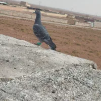 کفتر پرشی و جوجه|پرنده|نیشابور, ریوند|دیوار