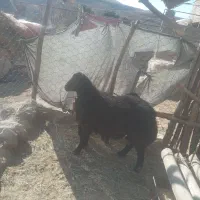 بره قوچ|حیوانات مزرعه|سرولایت, |دیوار