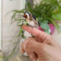سهره