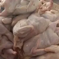 دان مرغ گوشتی و دان مرغ تخم گذار دان پلت شرکتی|لوازم جانبی حیوانات|اهواز, منبع اب|دیوار