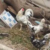 مرغ گلین اصل