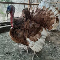 بوقلمون نر و ماده