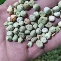 نخود فرنگی ولف دستی