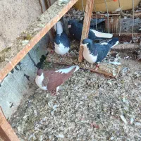 4عددسیاه پوش|پرنده|اقبالیه, |دیوار