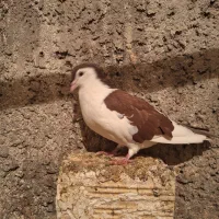 تعدادی کبوتر|پرنده|راور, |دیوار