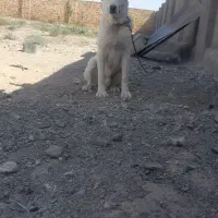 توله ۸ماه‌ آماده واگزاری