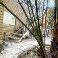 درخت نخل برحی|گل و گیاه طبیعی|اهواز, شریعتی جنوبی|دیوار
