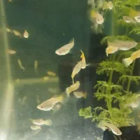 گوپی پیش مولد|ماهی|تهران, جیحون|دیوار