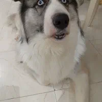 سگ هاسکی دوساله