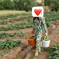 انجام تمام کارهای کشاورزی چیدن خیار گوجه لوبیا
