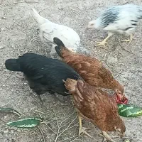 جوجه مرغ