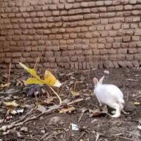 یه جفت خرگوش|موش و خرگوش|گنبد کاووس, |دیوار