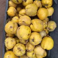 گویژ و به|اسباببازی|مریوان, |دیوار