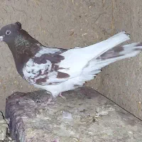 کفتر جفت کله سرخ|پرنده|مرودشت, پشت سایپا‎|دیوار