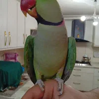 شاه طوطی اسکندر نر شاه تخم درشت و کشیده رام و دستی