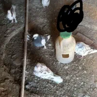 چند کبوترماده ونر وجفت|پرنده|بوئین و میاندشت, |دیوار