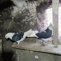 کفتر پرشی فوق العاده