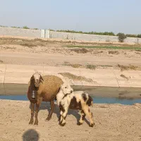 میش و بره افشاری