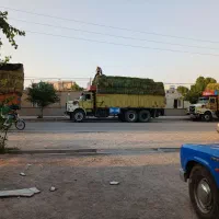 یونجه درجه یک خشک