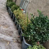 حراج گل وگیاه|گل و گیاه طبیعی|سنندج, |دیوار