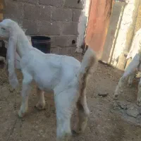 کهره نر و ماده گلابی