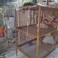 قفس پرنده