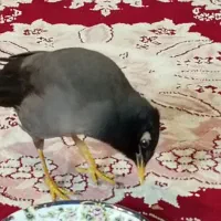 مینا ماده|پرنده|قائمشهر, |دیوار